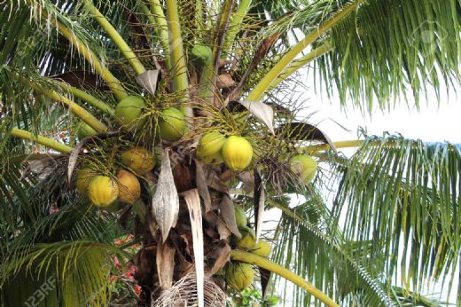 Hindistan Ceviz Ağacı Yetiştirmenin Yolları