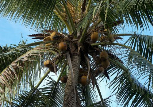 Hindistan Cevizi Ağacı Yetiştirmek