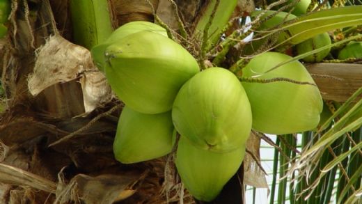 Hindistan Cevizi Çiçeği Kullanımı ve Faydaları Nelerdir?