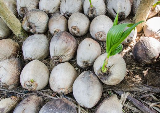Hindistan Cevizi Fidanı Bakımı